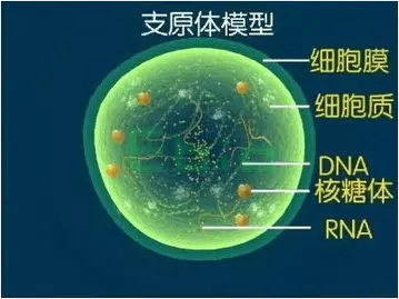 成都什么是支原体感染